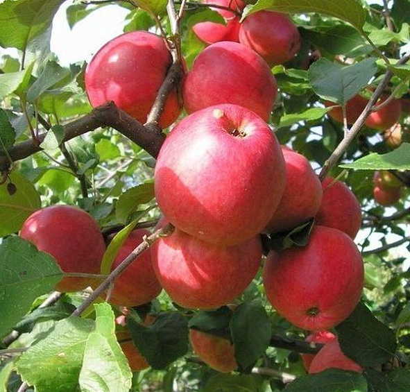 Яблоня Пепин шафранный